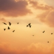 Birds flying in formation with cloud and sunsetting sky in the background