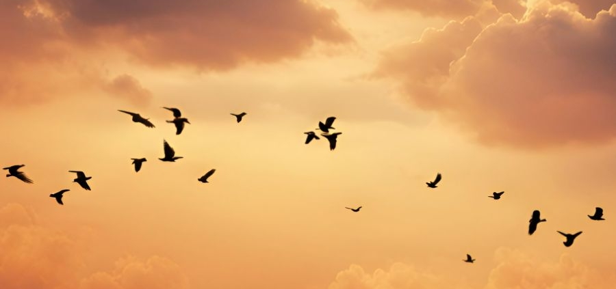 Birds flying in formation with cloud and sunsetting sky in the background